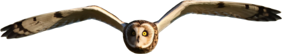 Flying owl